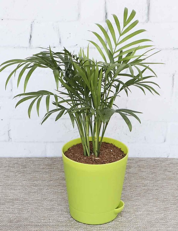 Air Purifying Bamboo Palm Plant With Self Watering Pot